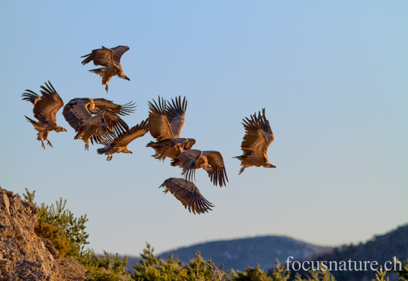 Vautour fauve 4409.jpg - Vautour fauve - Gyps fulvus - Griffon Vulture (Gorges du Verdon, France, janvier 2013)